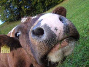 Zaglądająca w obiektyw fotografa krowa rasy czerwonej, widoczny jest duży nos na pierwszym planie