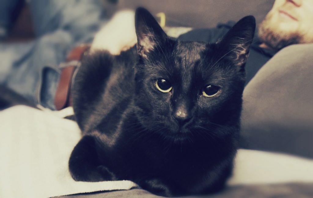 czarny kot, leżący na szarej kanapie, błyszcząca sierść, duże żółte oczy.