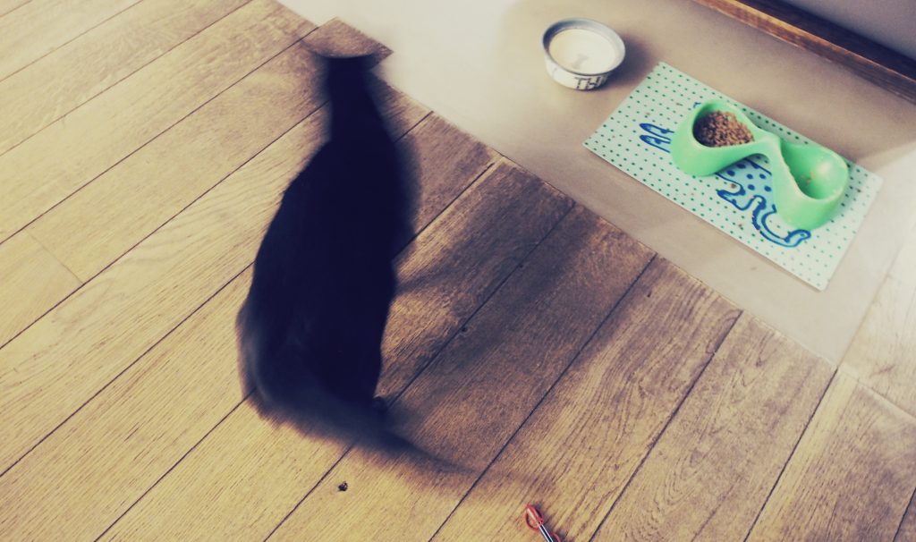 Sylwetka poruszonego czarnego kota na podłodze z desek przed miseczką z jedzeniem