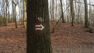Jesienny las, na pierwszym planie pień drzewa z wymalowaną na nim czerwoną strzałką wskazującą szlak