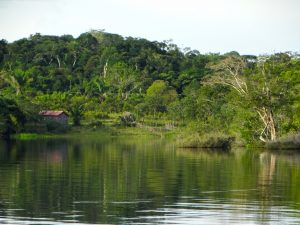 Amazoński las widziany z wody, na brzegu chatka