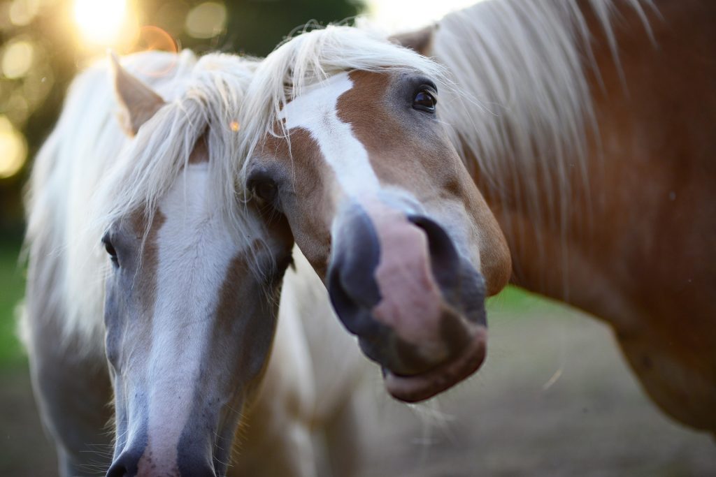 Dwa ciekawskie konie. brązowe z jasnymi grzywami, zaglądające w kamerę