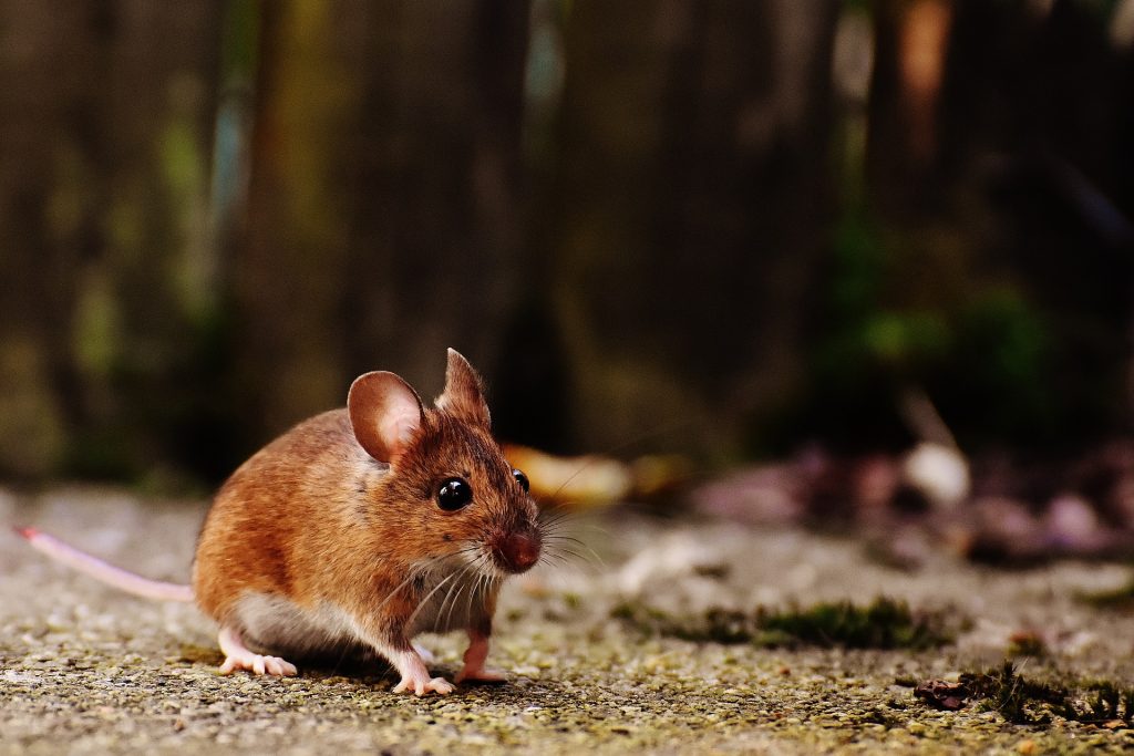 Mysz białonoga na ścieżkce w lesie