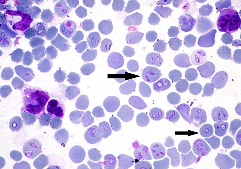 Babesia canis w obrazie krwi (zabarwione na fioletowo krwinki na białym tle, z zaznaczonymi strzałkami punktami będącymi babeszją