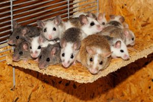 Grupka kilkunastu kolorowych myszek siedzących obok siebie w pomieszczeniu hodowlanym z płyty OSB