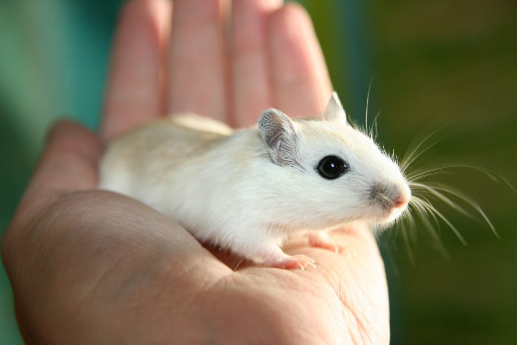 Mysz laboratoryjna na dłoni człowieka