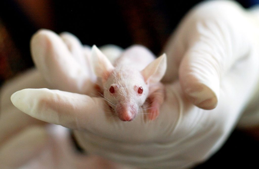 biała mysz laboratoryjna trzymana na otwartej dłoni w białej rękawiczce lateksowej