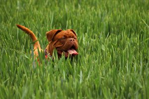 Rudy pies w typie boksera w wysokiej,. gęstej trawie