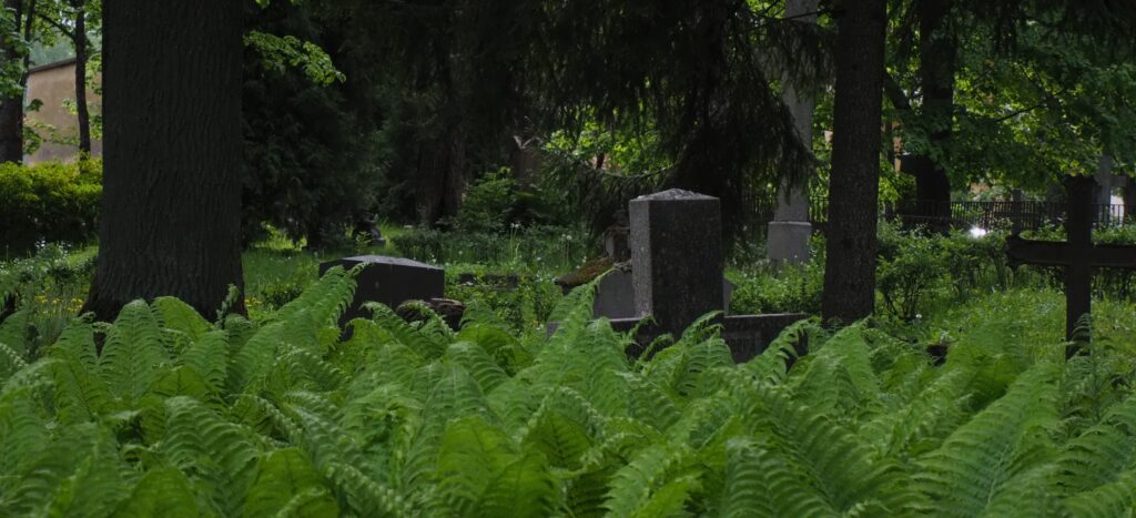Szczyty nagrobków z krzyżami na zarośniętym trwaą i paprociami cmentarzu