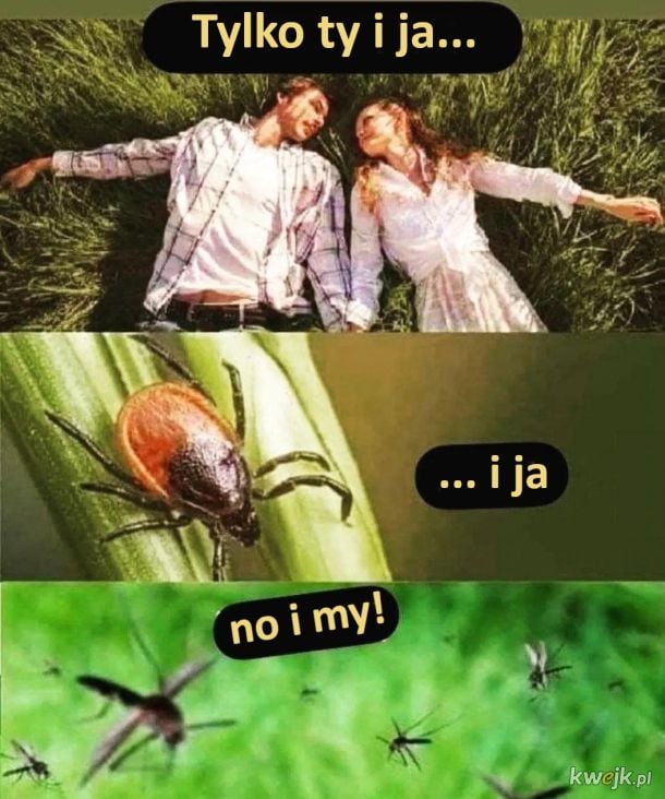 Mem - para leżąca na trawie i wyznająca sobie "tylko ty i ja", a pod spodem kleszcz dopowiadający "i ja" oraz komar - "i my!"